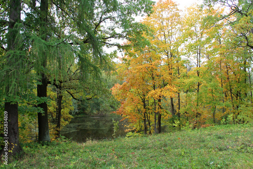 Big trees in the park in autumn photo