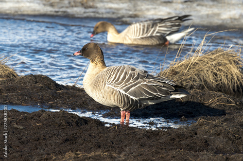 Oie à bec court,.Anser brachyrhynchus, Pink footed Goose, archipel du Spitzberg photo