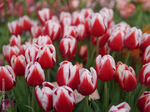 pink tulips with wtite stripes photo