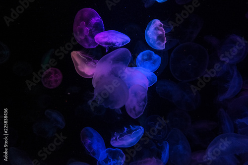 Jellyfish 加茂水族館 Kamo Aquarium, Tsuruoka City,Japan
