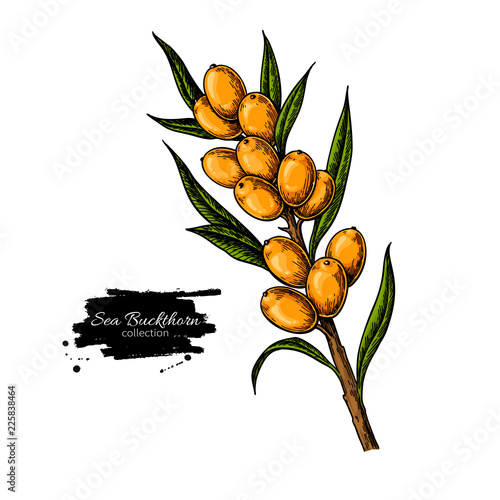 Sea buckthorn vector drawing. Isolated berry branch on white bac