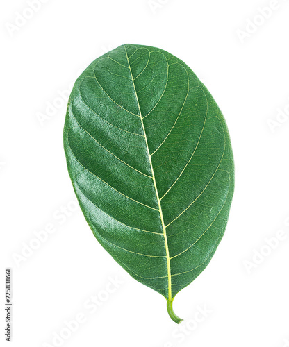 Jackfruit leaves on white background