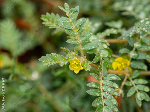 Macro image of Tribulus terrestris plant with flower ,seeds and leaf. photo