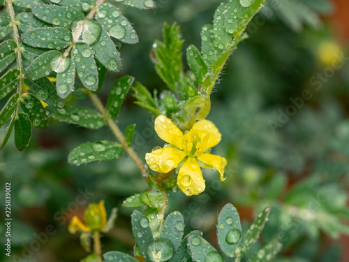 Macro image of Tribulus terrestris plant with flower ,seeds and leaf. photo