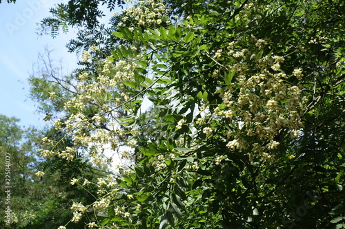 Creamy white flowers on branches of Sophora japonica photo