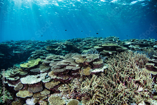 Fototapeta Naklejka Na Ścianę i Meble -  光の差すサンゴ礁