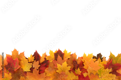 Colorful autumn maple leafs isolated on a white