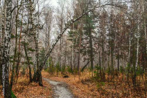 Fototapeta Naklejka Na Ścianę i Meble -  walk in the autumn forest. autumn mood. autumn colors. melancholy.