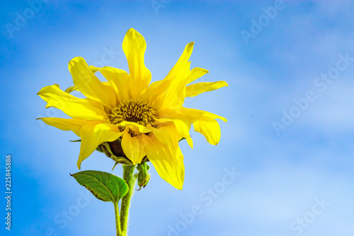 Fototapeta Naklejka Na Ścianę i Meble -  Yellow small sunflower flower on blue sky background, close-up, 
