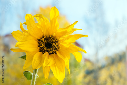 Fototapeta Naklejka Na Ścianę i Meble -  Yellow small sunflower flower on blue sky background, close-up, 
