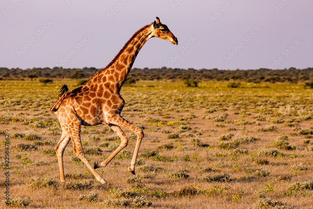 Fototapeta premium Giraffe im Galopp im Etosha Nationalpark in Namibia