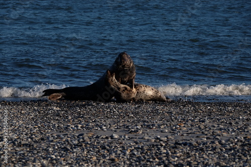 Kämpfende Kegelrobben am Kieestrand der Aade auf der Düne östlich von Helgoland  photo