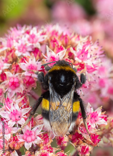 bumble bee from close-up on flower