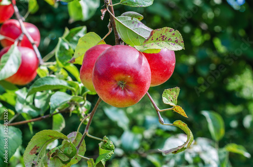 red juicy apples on the forked branches