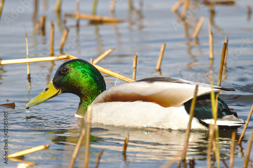 The mallard photo