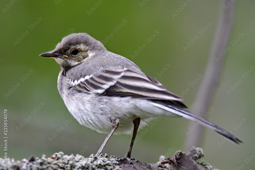 Fototapeta premium Curious small bird