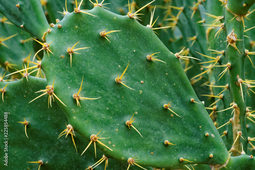 Opuntia dillenii photo