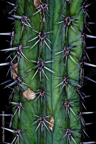 Pachycereus weberi photo