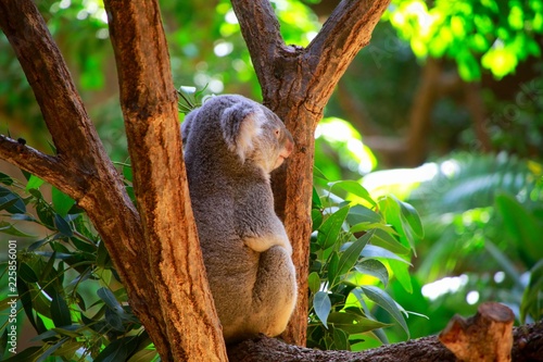 Fototapeta Naklejka Na Ścianę i Meble -  コアラ