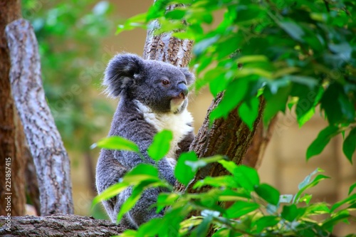 Photography コアラ