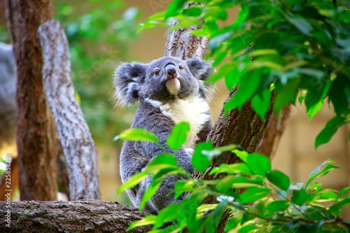 Fototapeta Naklejka Na Ścianę i Meble -  コアラ