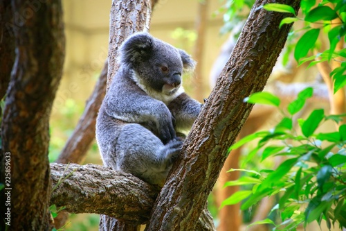 Photography コアラ