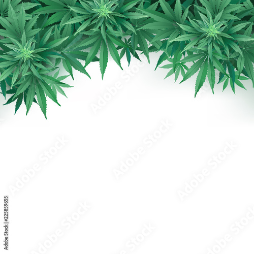 Cannabis or Marihuana leaves background.
Realistic vector illustration of the plant in top view on white background.

