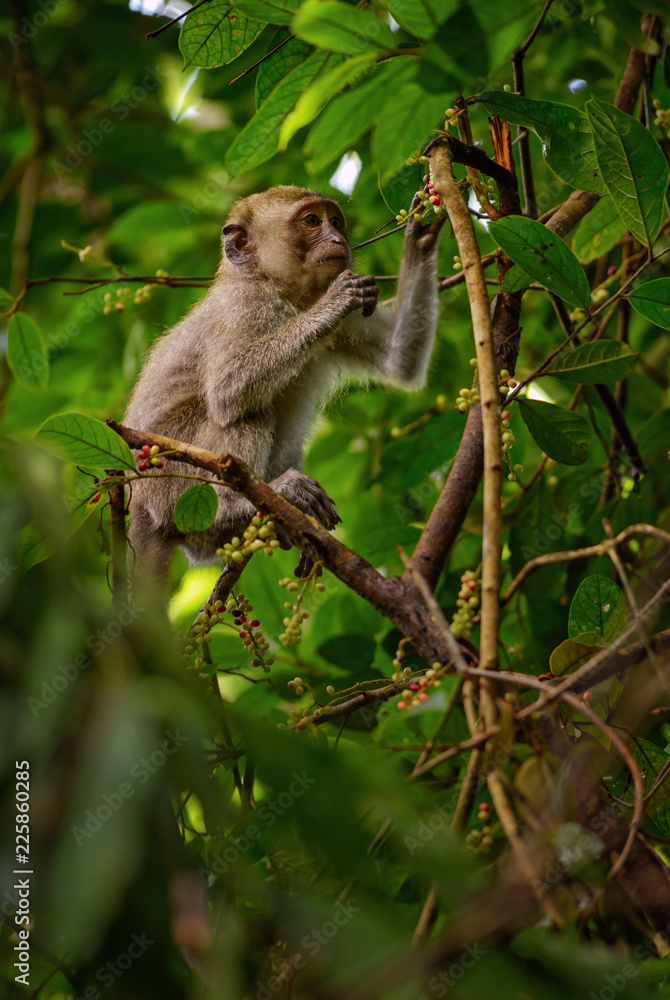 Fototapeta Długoogonkowy makak - Macaca fascicularis, pospolita małpa z lasów, lasów i ogrodów Azji Południowo-Wschodniej, Tajlandia.