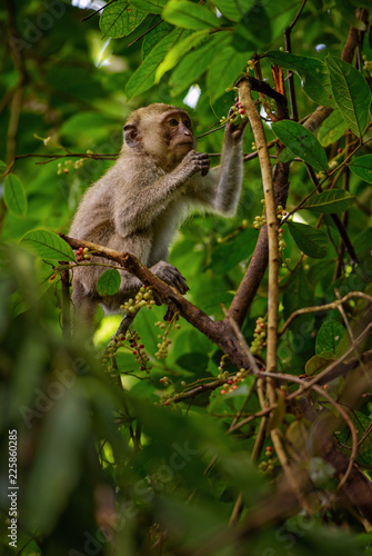 Long-tailed Macaque - Macaca fascicularis, common monkey from Southeast Asia forests, woodlands and gardens, Thailand.