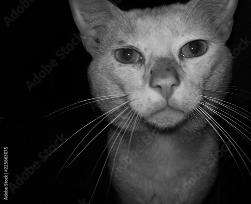 Bild auf Leinwand Black cat