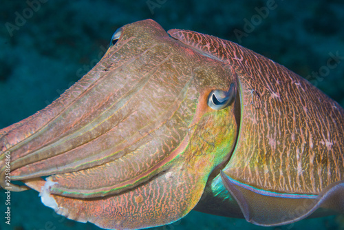 Cuttle fish found in Simila island dive trip, Thailand 2018 photo