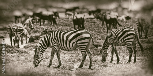 Fototapeta Naklejka Na Ścianę i Meble -  Zebras in the Serengeti National Park, Tanzania