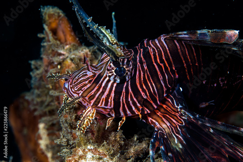 red lionfish photo