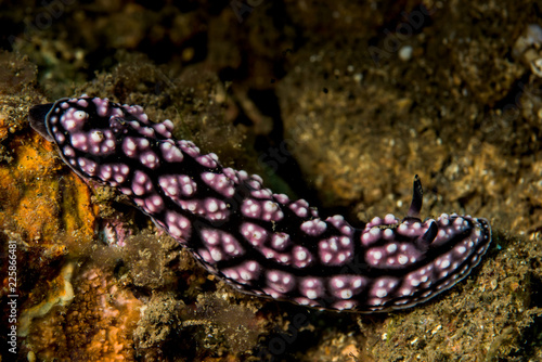 doris sea slug nudibranch photo