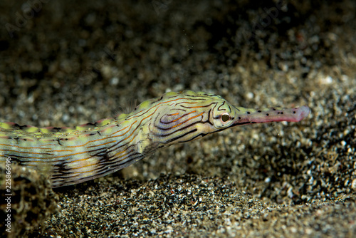 reeftop pipefish fish photo