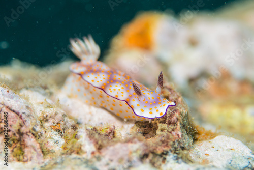 Macro underwater photography of Hypselodoris pulchella, a species of sea slug, a dorid nudibranch. Photo taken in Thailand, in Similan Island dive site. photo