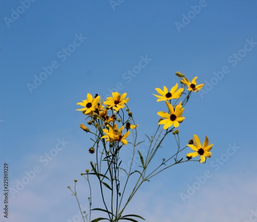 The tall yellow wildflowers with a blue sky background.