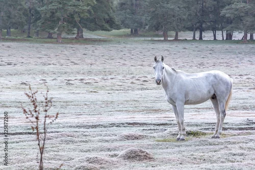 Obraz biały koń w zimie