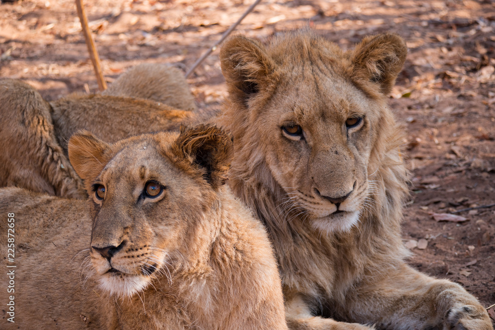 Lion cubs at Zambezi National Park, Zimbabwe Lion cubs at Zambezi National Park, Zimbabwe
