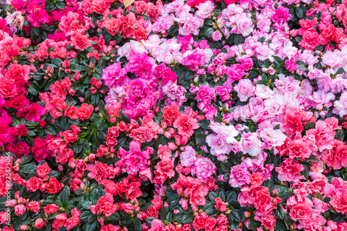 Fototapeta Naklejka Na Ścianę i Meble -  Azalea flower in the garden. Garden of pink and red flowers. Flowers garden in springtime.