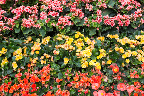 Bright colors of Big Begonia blooms in the garden. Numerous bright flowers of tuberous begonias. Fresh flowers of Big Begonia.