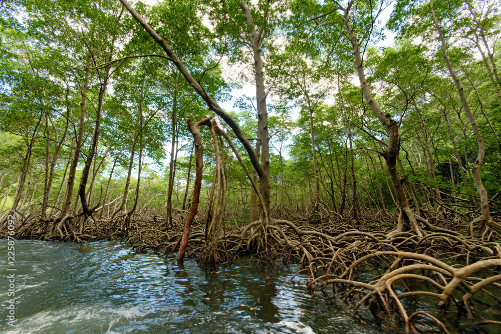Obraz premium Mangroves in the Caribbean on Samana, Wonderful holiday, Dominican Republic :)
