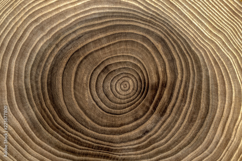 Abstract background with circles. Wood cross section close-up.