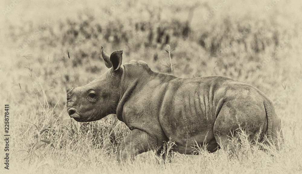 Rhinoceros in the Lake Nakuru National Park, Kenya Rhinoceros in the Lake Nakuru National Park, Kenya