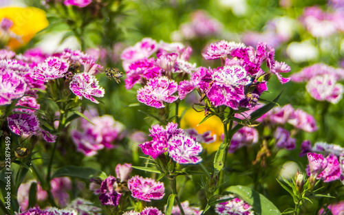 flowers in the garden