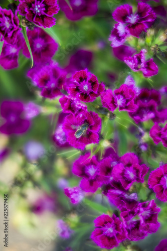 flowers in the garden