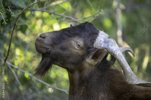 Billy goat with big horns close up. photo