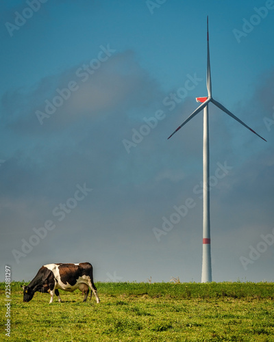 Kuh grast vor Windrad