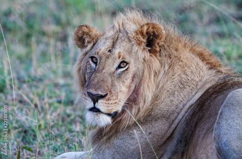 Lion in the Maasai Mara National Park, Kenya