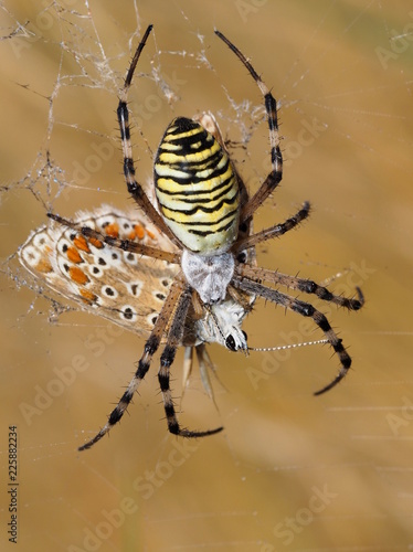 Wespenspinne - Argiope bruennichi photo